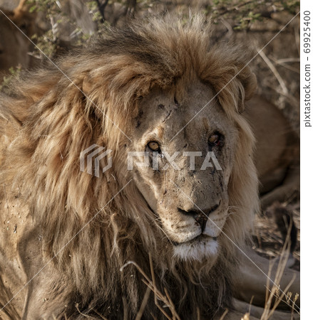 Adult male lion lies down in the short dry grass 69925400