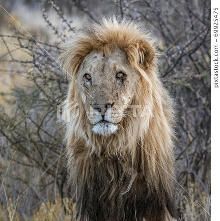 Adult male lion stands in short dry grass Adult male lion stands in short dry grass 69925475