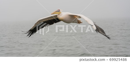 Great White Pelicans in flight 69925486