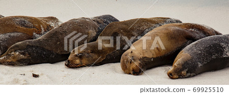 Galapagos Sea Lion Pod of 6 Resting Galapagos Sea Lion Pod of 6 Resting 69925510
