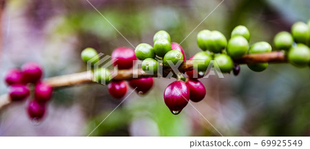 Coffee beans ready to harvest Coffee beans ready to harvest 69925549