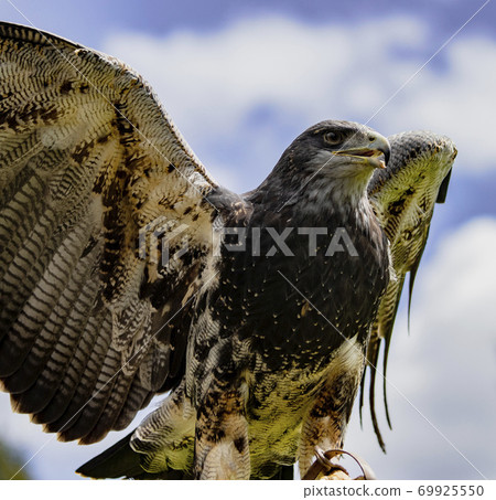 Black-Chested Buzzard-Eagle surveys his domain 69925550