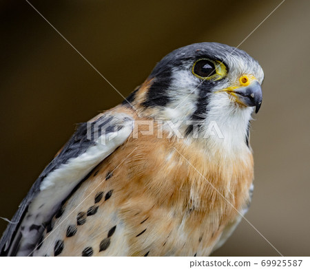 American kestrel perched American kestrel perched 69925587
