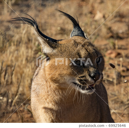Caracal cat scans his surroundings Caracal cat scans his surroundings 69925646