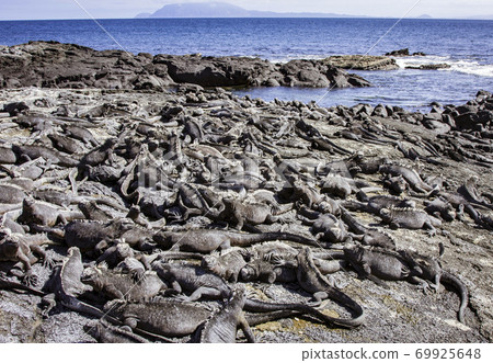 Marine Iguanas Sunning on Rock Marine Iguanas Sunning on Rock 69925648