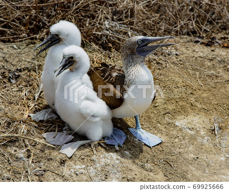 Adult female blue footed booby with two chicks 69925666