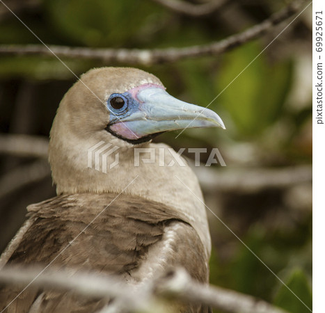 Close up of Red Footed Booby 69925671