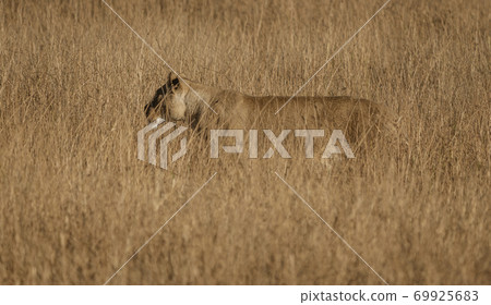 Female lion stands in short dry grass, looking for more food Female lion stands in short dry grass, looking for more food 69925683