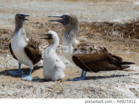 Two adult blue footed boobies with their chick Two adult blue footed boobies with their chick 69925812