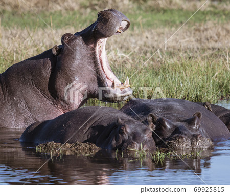 One hippo yawns, to show power over other prostrate hippos One hippo yawns, to show power over other prostrate hippos 69925815