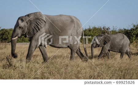 Family of elephants walks along river edge Family of elephants walks along river edge 69925826