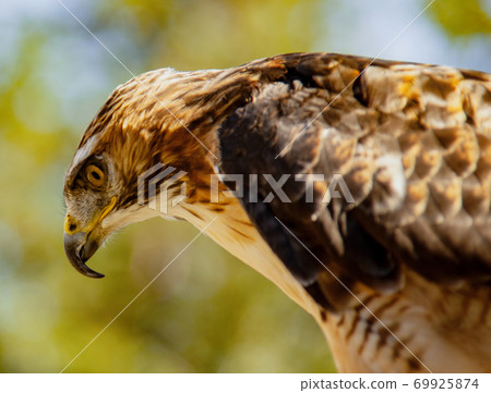 Red-Tailed Hawk peering down at prey 69925874