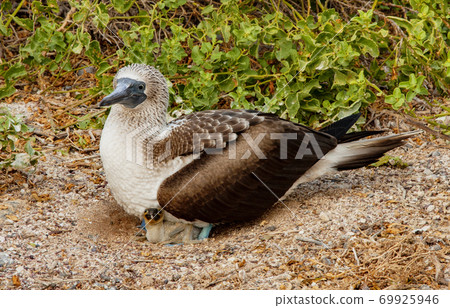 Blue Footed Booby Mother and Chick Blue Footed Booby Mother and Chick 69925946