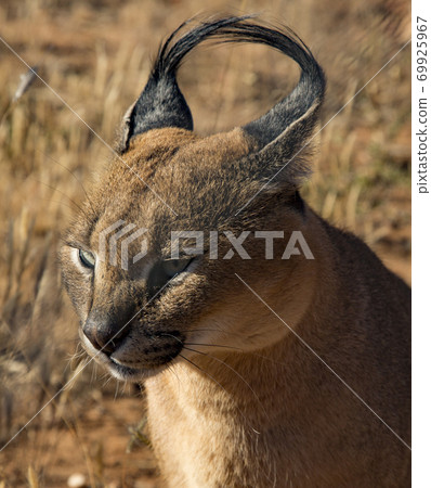 Caracal cat scans his surroundings 69925967