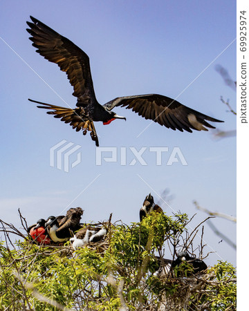 Male frigate bird flies over treetop Male frigate bird flies over treetop 69925974