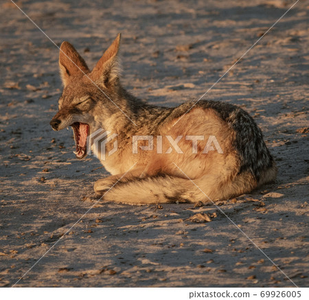 Jackal sits on the sand, yawning Jackal sits on the sand, yawning 69926005
