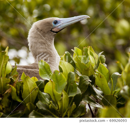 Red Footed Booby 69926093