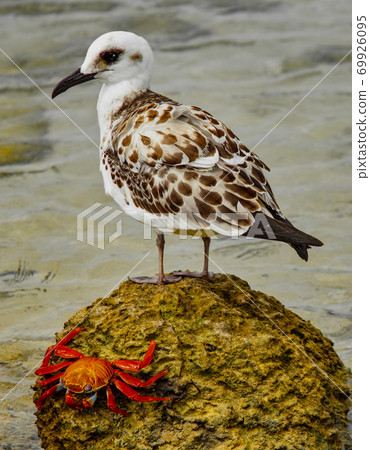 Shore bird and Sally 69926095