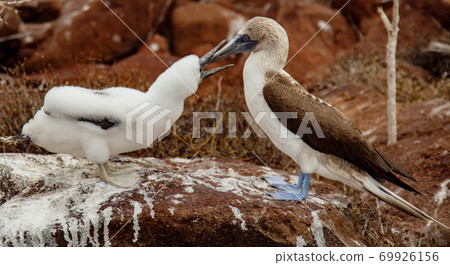 Mother and baby blue-footed boobies Mother and baby blue-footed boobies 69926156
