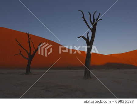 Dead camelthorn trees sitting in a salt pan in Deadvlie Dead camelthorn trees sitting in a salt pan in Deadvlie 69926157