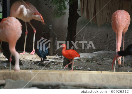 Zoo birds Zoo birds 69926212