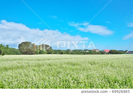 Buckwheat field by the lake Buckwheat field by the lake 69926865