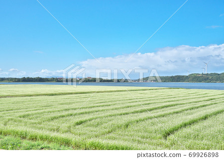 湖濱蕎麥場 湖濱蕎麥場 69926898