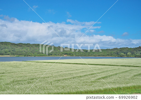 湖濱蕎麥場 湖濱蕎麥場 69926902