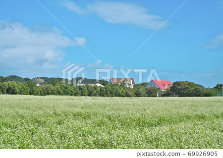 Buckwheat field by the lake 69926905