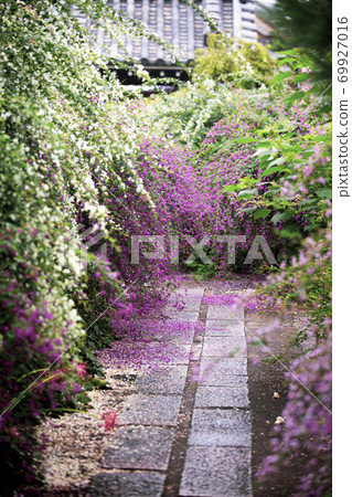 Hagi of Katsunenji Temple 69927016