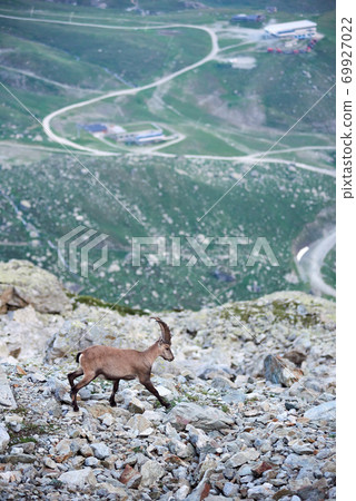 Alpine goat ibex in its natural habitat, high in the rocky mountains Alpine goat ibex in its natural habitat, high in the rocky mountains 69927022