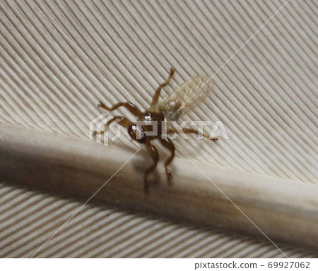 bug, insect, kinokomushi 69927062