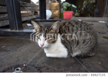 cat, animal, pet 69927135