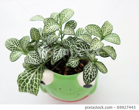 Fitnia葉子植物 69927443