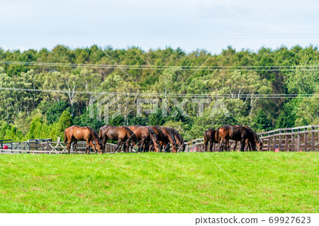 Racehorse ranch foal image Hokkaido Racehorse ranch foal image Hokkaido 69927623