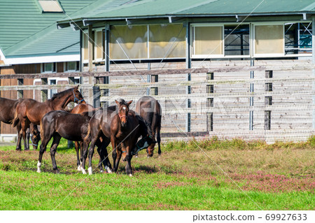 Racehorse ranch foal image Hokkaido Racehorse ranch foal image Hokkaido 69927633