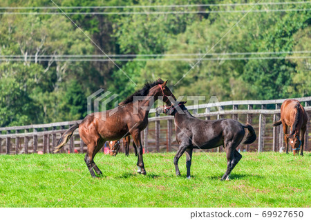 Racehorse ranch foal image Hokkaido 69927650