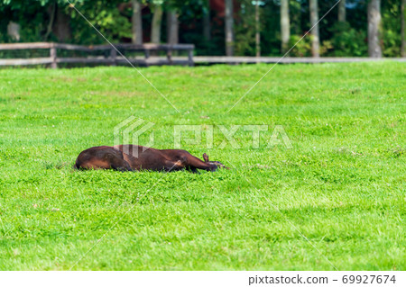 Racehorse ranch foal image Hokkaido 69927674