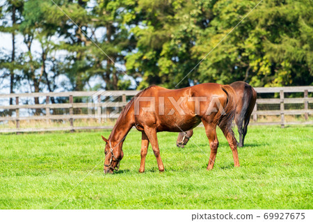賽馬牧場小馬駒圖像北海道 賽馬牧場小馬駒圖像北海道 69927675