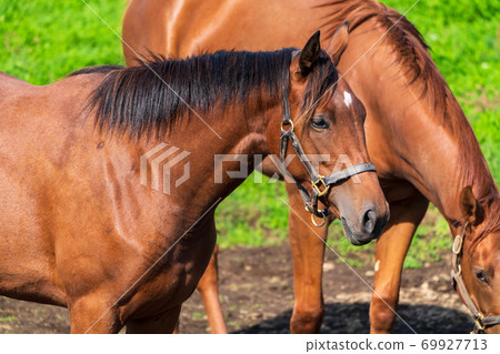 Racehorse ranch foal image Hokkaido Racehorse ranch foal image Hokkaido 69927713