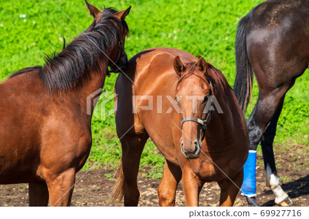 Racehorse ranch foal image Hokkaido 69927716