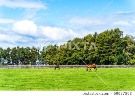 Racehorse ranch foal image Hokkaido 69927898