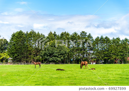 Racehorse ranch foal image Hokkaido Racehorse ranch foal image Hokkaido 69927899