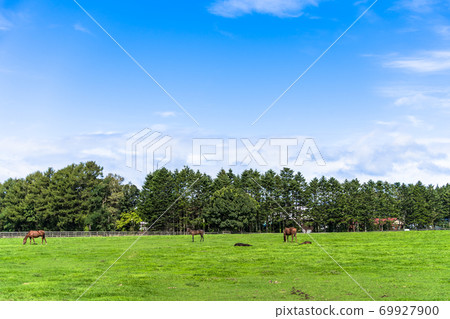 Racehorse ranch foal image Hokkaido Racehorse ranch foal image Hokkaido 69927900