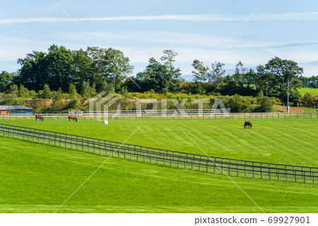 Racehorse ranch foal image Hokkaido 69927901