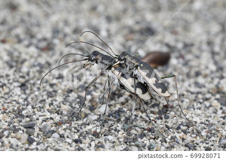 河原漢名的交配 河原漢名的交配 69928071
