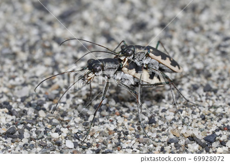 河原漢名的交配 69928072