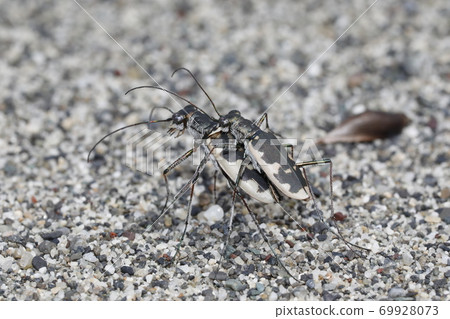 河原漢名的交配 河原漢名的交配 69928073