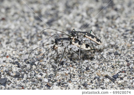 河原漢名的交配 河原漢名的交配 69928074