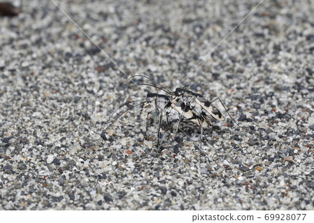 河原漢名的交配 69928077